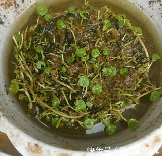 养花要舍得“剪头”，4种花“越剪越旺”，你做对了吗