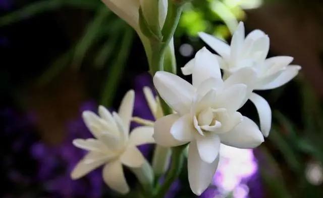 4种漂亮的“浓香”花,只可看不能闻,卧室养护更要避开