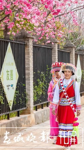 玉龙雪山当背景，丽江雪山路樱花盛开灿烂如霞