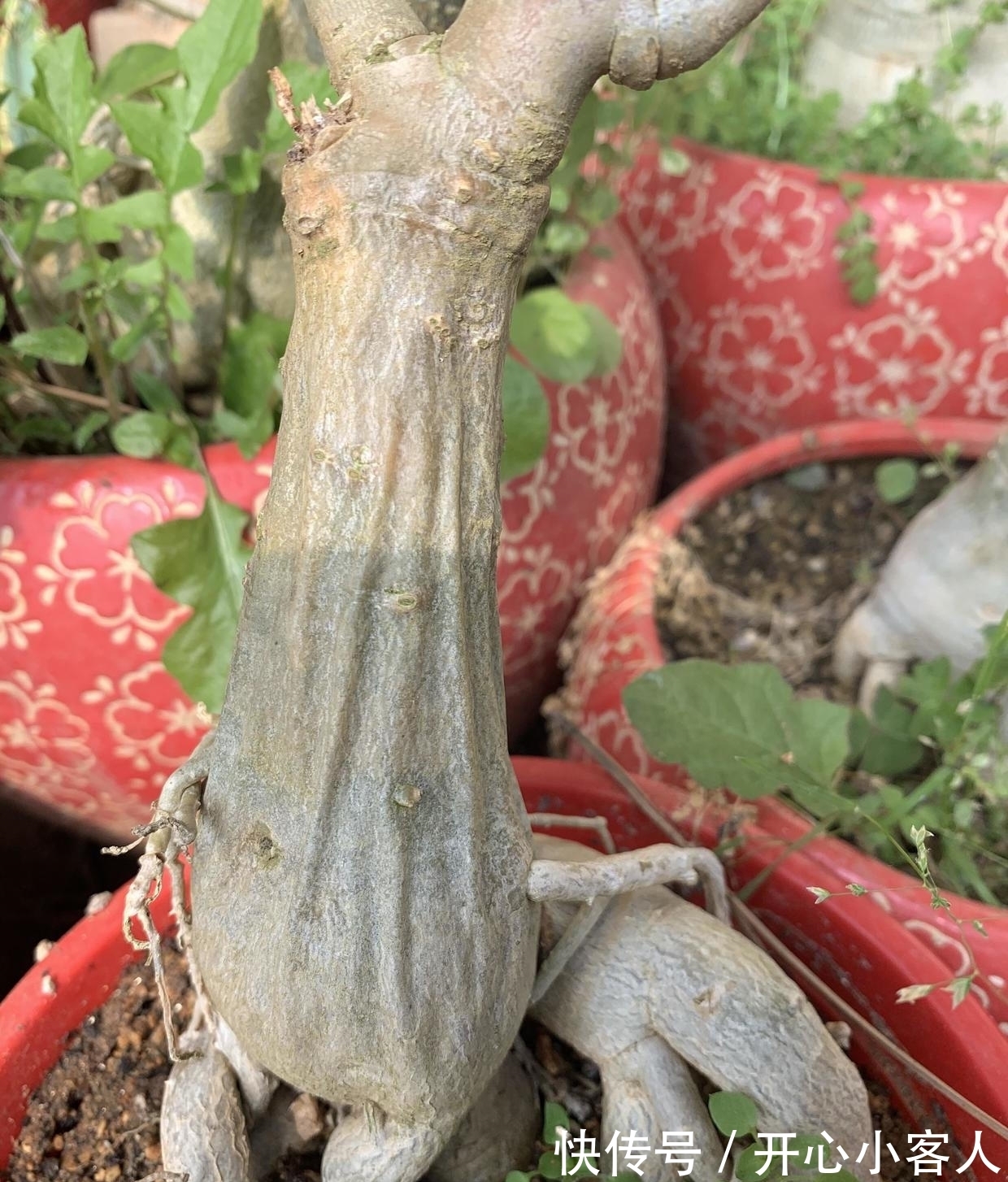 沙漠玫瑰最怕水,水一多就腐烂,颗粒土种植,平常多晒太阳