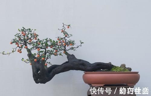 薄膜|三招教会你,让树桩快速发芽成活,方法简单,一看就会,管用