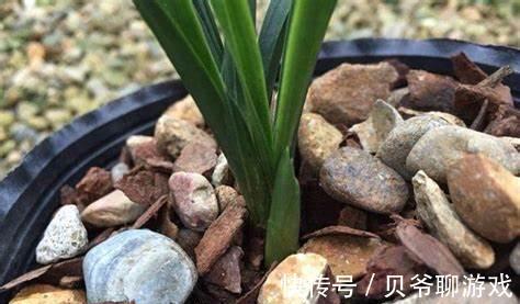 养花,松树皮含有抑制细菌和昆虫的物质,花草不容易病虫害