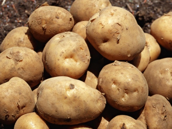 四大山珍|湿气最“怕”4种蔬菜,祛湿补肾,减肥健胃,最后一种效果最佳!