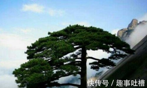 题小松!李商隐和杜荀鹤这两首诗写小松,是纯粹的咏物诗吗