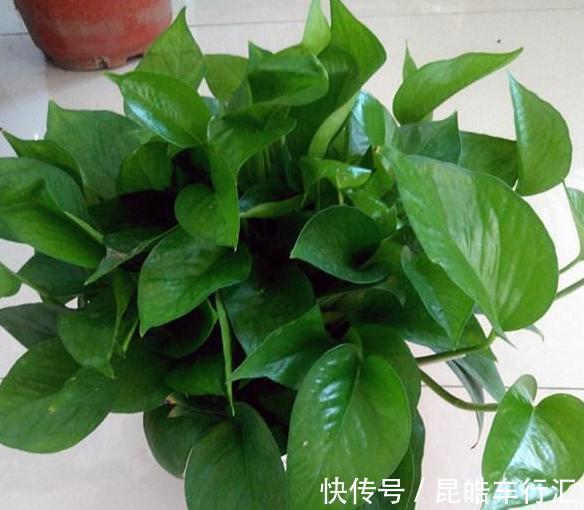 头疼不知道盆栽绿萝喜欢什么？日常注意2方面，枝叶轻松长爆盆