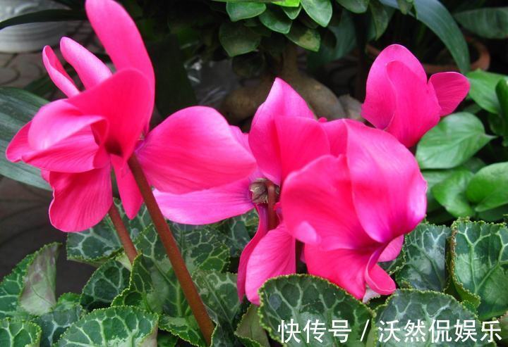 解决办法|仙客来只长叶子不开花教你“4法”,给它“剪个发”,盆盆爆满