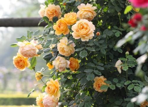 做法|去闺蜜家发现,院子里没有一处空地,遍地是花卉,做法好高级