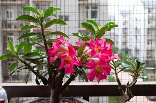 沙漠玫瑰花怎么养护？