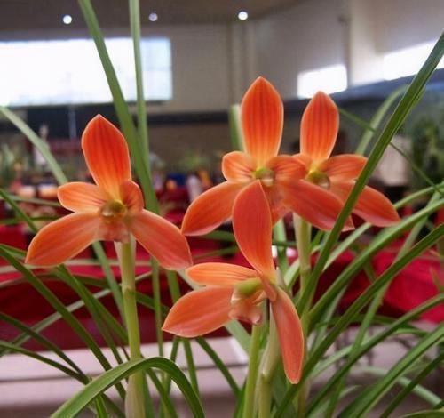  豆瓣|浓香名贵豆瓣兰，花色艳丽，花型饱满，实属难得一见的好花