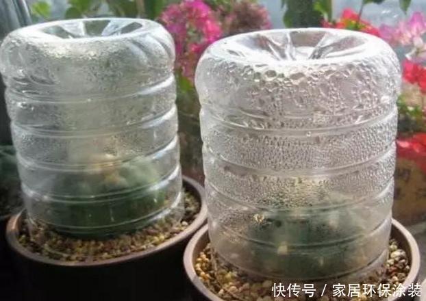 养花人的奋斗目标：该怎么实现养花省钱环保？从巧用它们开始