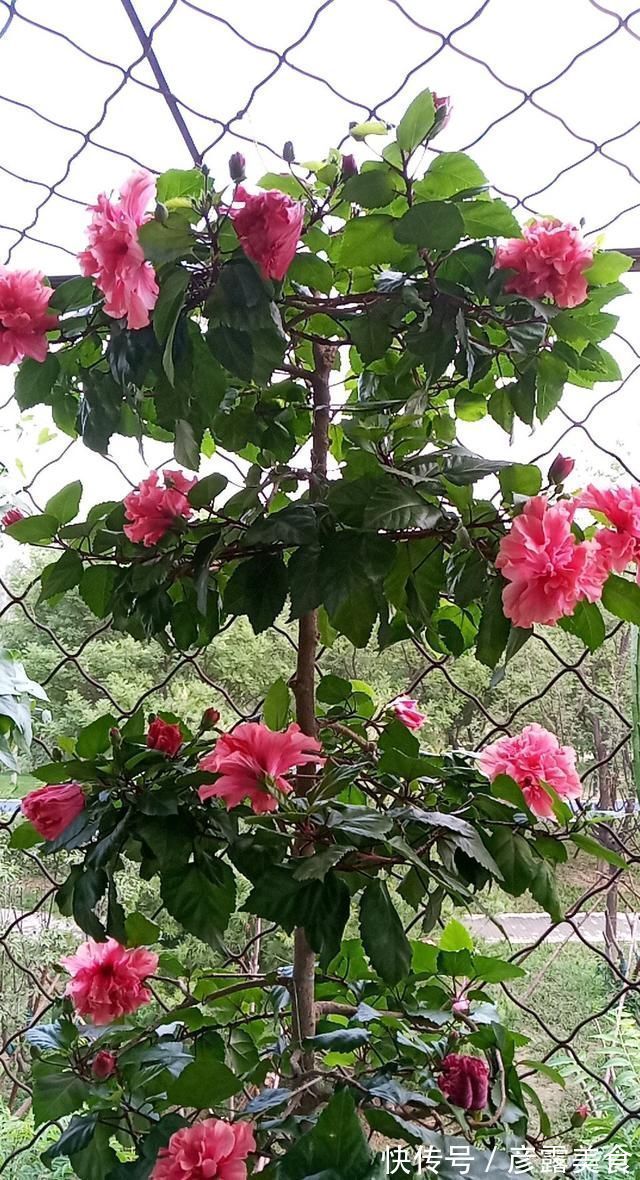 养3种花“多修剪”，2年养成“6层塔”，放在家里真“养眼”