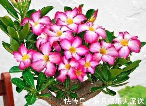 精品|喜欢玫瑰,不如养盆“精品玫瑰”坦尼克,花开花朵肥硕,四季开花