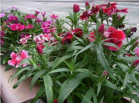 净化|7种“有益花”,养在家里身体好,清新空气病菌少,你家还没养