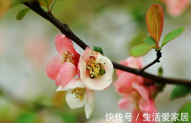 花朵|养花试试这几款，朵非常艳丽，花期极长，特别迷人