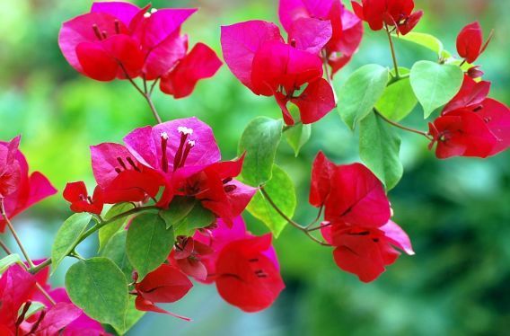 几款花卉便宜又好养,丢到阳台,四季繁花似锦,姿色艳丽