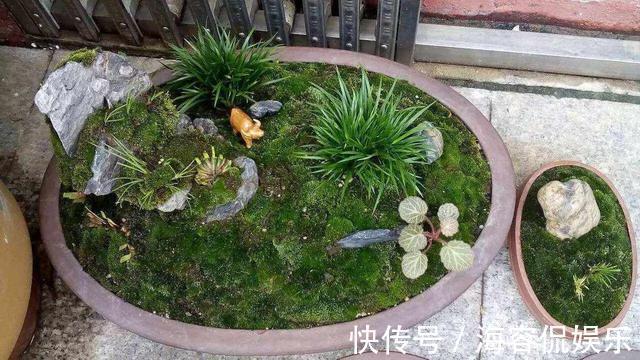 干苔藓|兰花少不了“苔藓”,快铺一层“水苔”,小嫩芽蹭蹭冒太喜人了