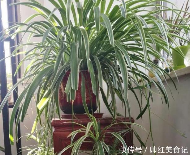 植物|养花不用买肥料，4种''生活垃圾''一处理，盆栽开花又大又漂亮