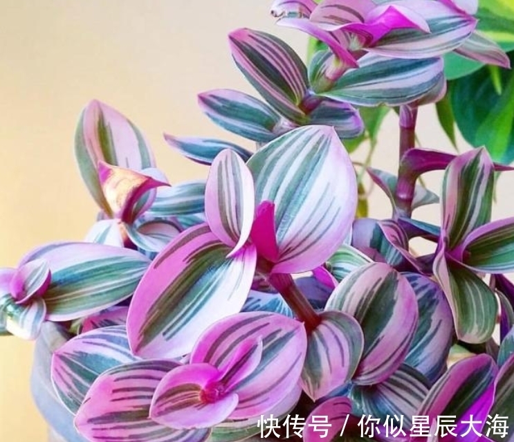 4种花养家里,空气1级棒,吸甲醛、杀病菌,还有助于睡眠!