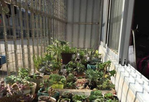 想在客厅搁置多肉老桩就摆放这4款盆景,难度低、美得像花