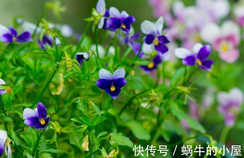 角堇|秋天去种这种花,整整半年有花看,花型奇特五颜六色