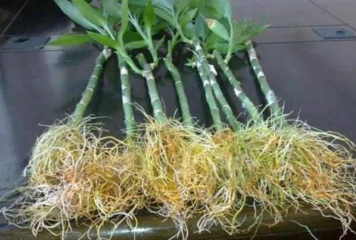 生根剂不用买，水里撒点它，多蔫的枝条，插个根就能活