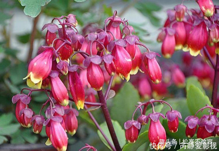 花友|此款花卉，好养易爆盆，比牡丹还漂亮，开花硕大香味浓！