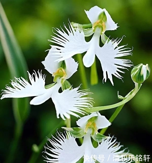 植物界奇葩TOP20，眼界又被刷新了！