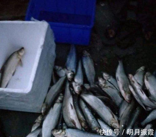 掠食|泥鳅钓鱼，这才是真正一天百十斤的疯狂钓法