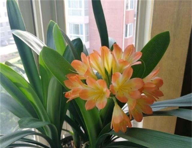 君子兰不开花，原来是“这”惹的祸！赶紧纠正，很快就有花可赏！