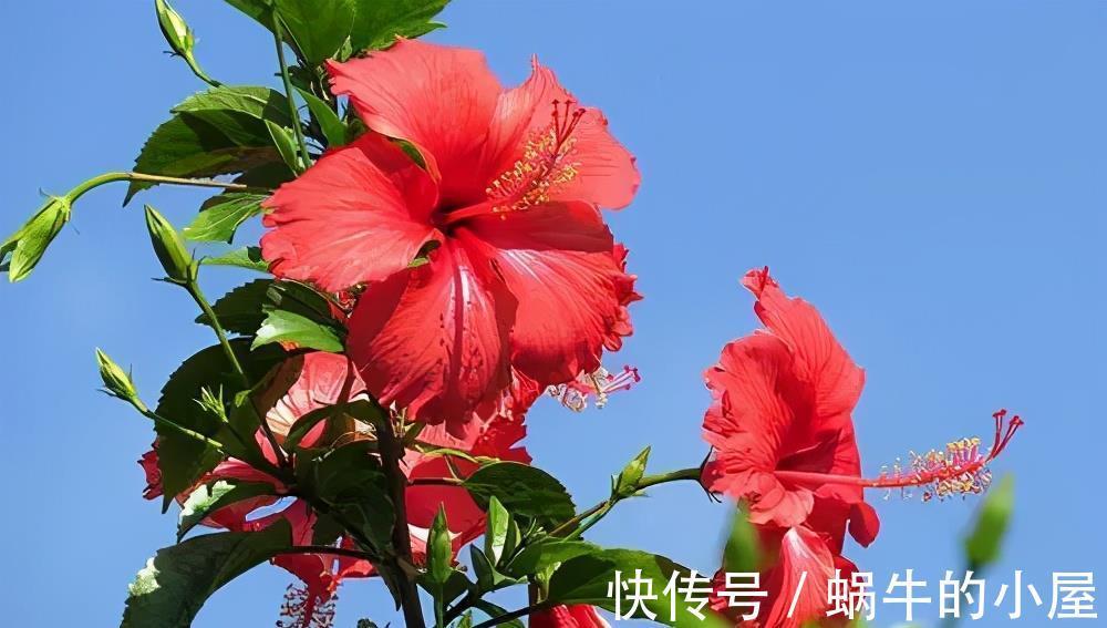 复合肥|5种漂亮花,7月养一盆正当时,越热开得越旺盛,花苞砰砰满枝头