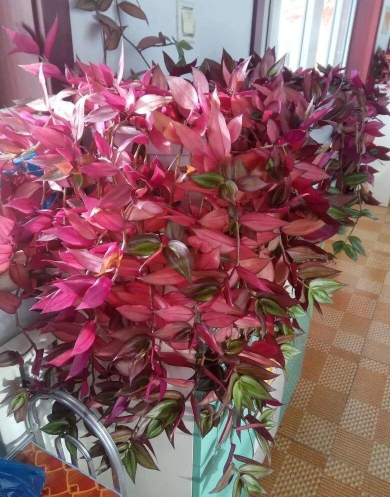 这花就得饿着养,盆越小、水越少,反倒长得更来劲!