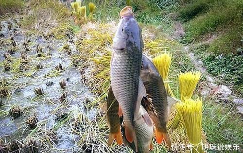 鲫鱼|我国特有的鱼,常误认是“小杂鱼”,曾是朝廷贡品,如今1斤50元