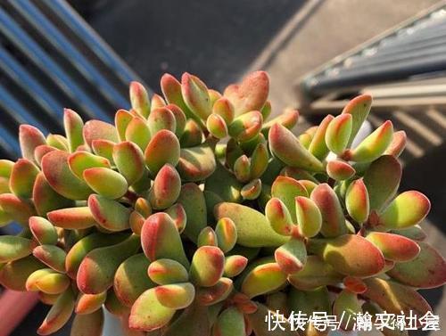 根系|多肉出现5个症状，说明根系出问题，需及时换盆！