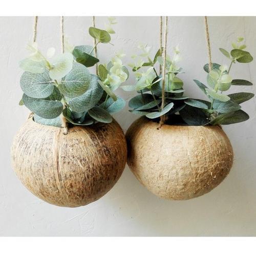 生活中的5种垃圾，都是养多肉的“宝贝”，能做花盆、能做土壤