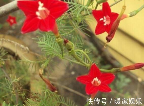 四季海棠|秋天适合种什么花这7种好看又好养的花，总有一种适合你！