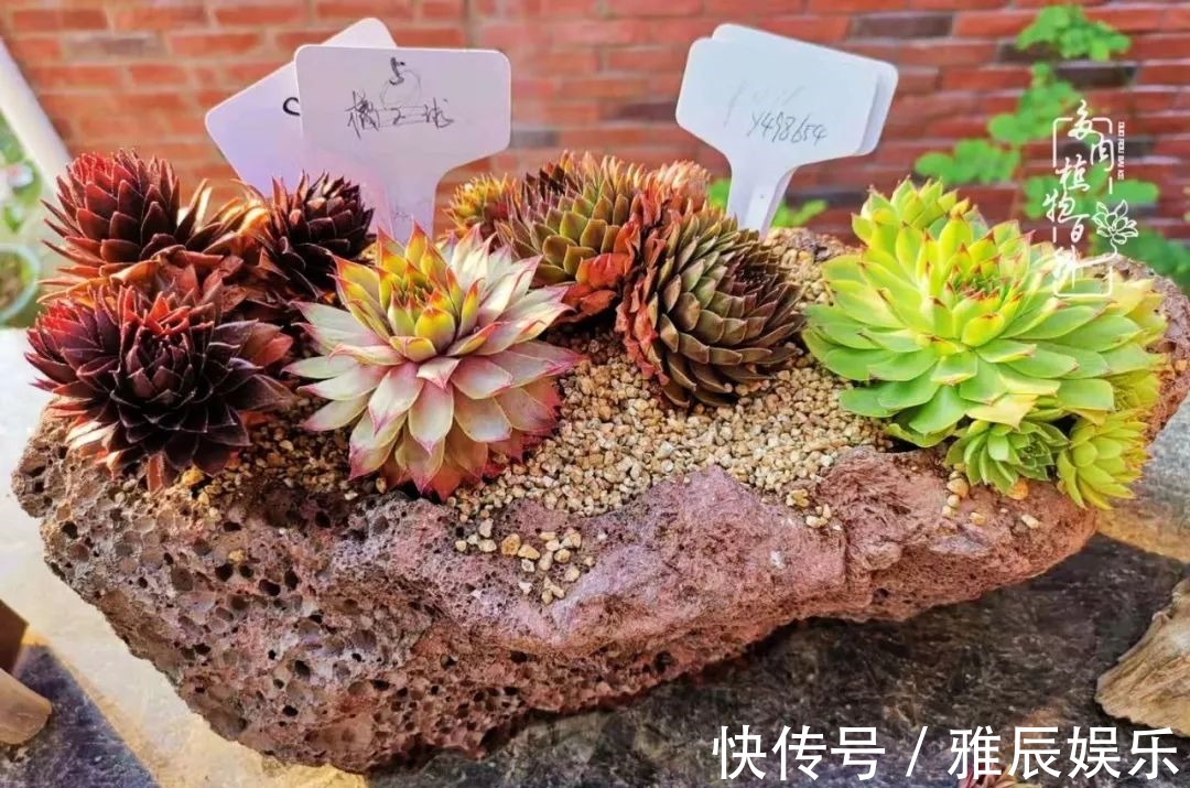 框子|这多肉拼盘这么仙!如何制作达人手把手教你制作长生草拼盘!