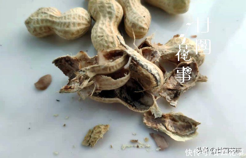 春节常见4种“废壳”，是养花“宝贝”，透气疏水，补肥效果好