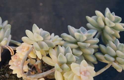 现在北方的多肉可以露养了吗？只要温度达到要求，就可以放心露养