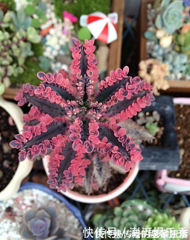 家里养这5种花,怎么折腾也不死,养一盆爆一盆,懒人也合适