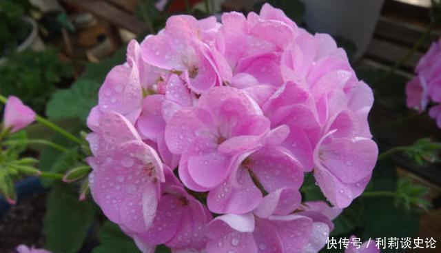 此款花卉花大服盆快,提高睡眠质量,养在家里超美的