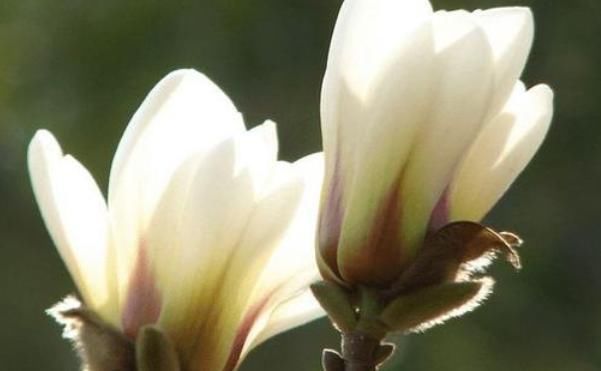 要注意|此花“再懒”的人也能养,一开就是大半年,没想到比桂花还要香