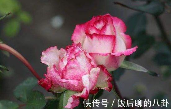 农历9月24日开始，居家养这几款植物，沾土就能活，有阳光就爆盆