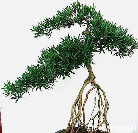 罗汉松提根造型就是好,奈何咱是不会搞,不看不知道,原来并不难!