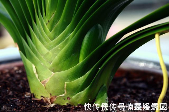 做法|怎样让君子兰一年长出8片叶子？他的做法，值得我们学习