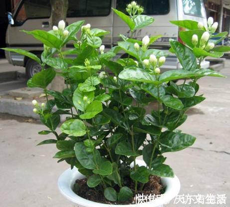 夏天|3种“漂亮花”，香气浓郁，大牌香水的“原料”，又香又美又值钱