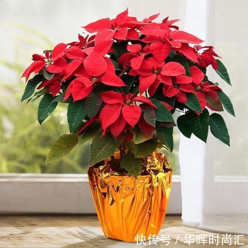 夹竹桃|这四种花不能随意养!虽然外表好看,但实际上却是有毒的!