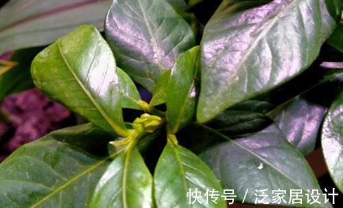 栀子花花苞总不长大是怎么回事，找到原因对症处理