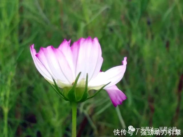 秋日|散文诗秋日小语