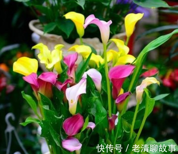 “4种花”超喜欢水,浇水越多长得越快,1个月就能长“爆盆”!