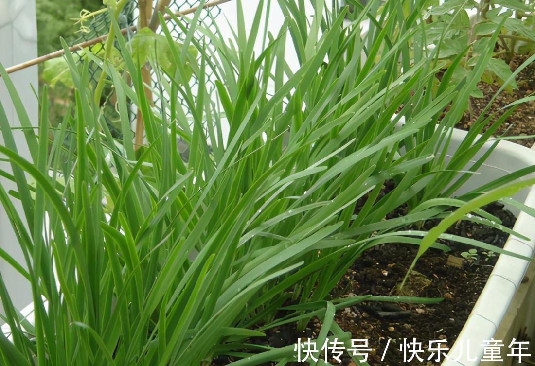 栽种|5步教你盆栽韭菜,根根粗壮“像小葱”,过年割了,包饺子